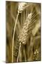 Four-rowed Barley (Hordeum Vulgare)-Paul Harcourt Davies-Mounted Photographic Print