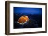 Four Season Tent Set Up with Christmas Lights in Mount Rainier National Park, Washington-Dan Holz-Framed Photographic Print