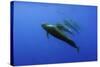 Four Short Finned Pilot Whales (Globicephala Macrorhynchus) in a Line, Pico, Azores, Portugal, June-Lundgren-Stretched Canvas