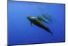 Four Short Finned Pilot Whales (Globicephala Macrorhynchus) in a Line, Pico, Azores, Portugal, June-Lundgren-Mounted Photographic Print