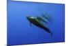 Four Short Finned Pilot Whales (Globicephala Macrorhynchus) in a Line, Pico, Azores, Portugal, June-Lundgren-Mounted Photographic Print