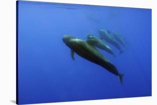 Four Short Finned Pilot Whales (Globicephala Macrorhynchus) in a Line, Pico, Azores, Portugal, June-Lundgren-Stretched Canvas