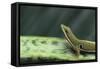 Four Spot Day Gecko-DLILLC-Framed Stretched Canvas