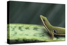 Four Spot Day Gecko-DLILLC-Stretched Canvas