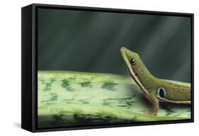 Four Spot Day Gecko-DLILLC-Framed Stretched Canvas