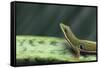 Four Spot Day Gecko-DLILLC-Framed Stretched Canvas