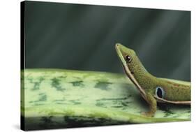 Four Spot Day Gecko-DLILLC-Stretched Canvas