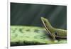 Four Spot Day Gecko-DLILLC-Framed Photographic Print