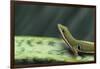 Four Spot Day Gecko-DLILLC-Framed Photographic Print