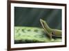 Four Spot Day Gecko-DLILLC-Framed Photographic Print