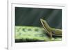 Four Spot Day Gecko-DLILLC-Framed Photographic Print