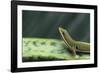 Four Spot Day Gecko-DLILLC-Framed Photographic Print