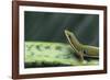 Four Spot Day Gecko-DLILLC-Framed Photographic Print