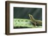 Four Spot Day Gecko-DLILLC-Framed Photographic Print