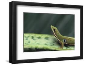 Four Spot Day Gecko-DLILLC-Framed Photographic Print