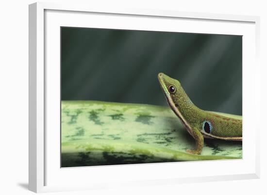 Four Spot Day Gecko-DLILLC-Framed Photographic Print