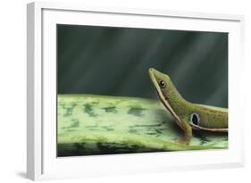 Four Spot Day Gecko-DLILLC-Framed Photographic Print