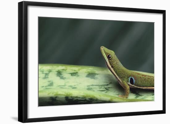 Four Spot Day Gecko-DLILLC-Framed Photographic Print