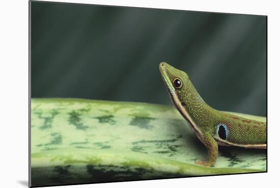 Four Spot Day Gecko-DLILLC-Mounted Photographic Print