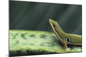 Four Spot Day Gecko-DLILLC-Mounted Photographic Print