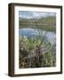 Four-spotted chaser dragonfly (Libellula quadrimaculata) just emerged. Finland-Jussi Murtosaari-Framed Photographic Print