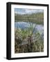 Four-spotted chaser dragonfly (Libellula quadrimaculata) just emerged. Finland-Jussi Murtosaari-Framed Photographic Print