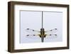 Four-Spotted Chaser Dragonfly, Shapwick Reserve, Somerset Levels, UK, June-Ross Hoddinott-Framed Photographic Print