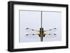 Four-Spotted Chaser Dragonfly, Shapwick Reserve, Somerset Levels, UK, June-Ross Hoddinott-Framed Photographic Print