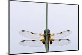 Four-Spotted Chaser Dragonfly, Shapwick Reserve, Somerset Levels, UK, June-Ross Hoddinott-Mounted Photographic Print