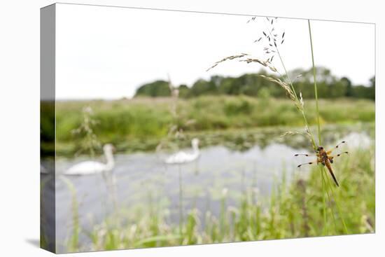 Four-Spotted Chaser {Libellula Quadrimaculata} Dragonfly on Grass with Swans in Background, UK-Ross Hoddinott-Stretched Canvas