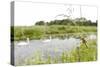 Four-Spotted Chaser {Libellula Quadrimaculata} Dragonfly on Grass with Swans in Background, UK-Ross Hoddinott-Stretched Canvas