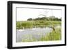 Four-Spotted Chaser {Libellula Quadrimaculata} Dragonfly on Grass with Swans in Background, UK-Ross Hoddinott-Framed Photographic Print