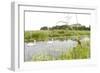 Four-Spotted Chaser {Libellula Quadrimaculata} Dragonfly on Grass with Swans in Background, UK-Ross Hoddinott-Framed Photographic Print