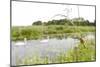 Four-Spotted Chaser {Libellula Quadrimaculata} Dragonfly on Grass with Swans in Background, UK-Ross Hoddinott-Mounted Photographic Print