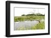 Four-Spotted Chaser {Libellula Quadrimaculata} Dragonfly on Grass with Swans in Background, UK-Ross Hoddinott-Framed Photographic Print