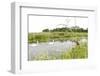 Four-Spotted Chaser {Libellula Quadrimaculata} Dragonfly on Grass with Swans in Background, UK-Ross Hoddinott-Framed Photographic Print