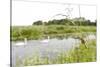 Four-Spotted Chaser {Libellula Quadrimaculata} Dragonfly on Grass with Swans in Background, UK-Ross Hoddinott-Stretched Canvas