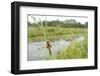 Four-Spotted Chaser {Libellula Quadrimaculata} Dragonfly Resting on Grass Shapwick, Somerset, UK-Ross Hoddinott-Framed Photographic Print