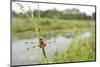 Four-Spotted Chaser {Libellula Quadrimaculata} Dragonfly Resting on Grass Shapwick, Somerset, UK-Ross Hoddinott-Mounted Photographic Print