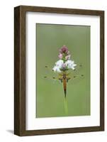 Four Spotted Chaser (Libellula Quardrimaculata) Montiaghs Moss Nnr-Robert Thompson-Framed Photographic Print