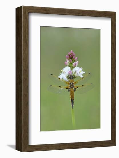 Four Spotted Chaser (Libellula Quardrimaculata) Montiaghs Moss Nnr-Robert Thompson-Framed Photographic Print