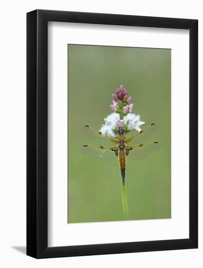 Four Spotted Chaser (Libellula Quardrimaculata) Montiaghs Moss Nnr-Robert Thompson-Framed Photographic Print