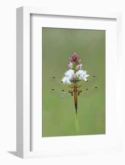 Four Spotted Chaser (Libellula Quardrimaculata) Montiaghs Moss Nnr-Robert Thompson-Framed Photographic Print