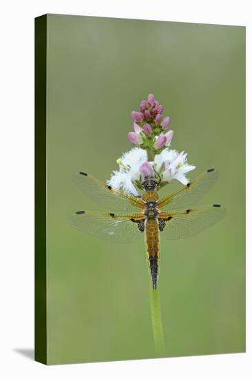 Four Spotted Chaser (Libellula Quardrimaculata) Montiaghs Moss Nnr-Robert Thompson-Stretched Canvas