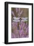 Four spotted chaser on Common heather, Belgium-Bernard Castelein-Framed Photographic Print