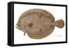 Four-Spotted Flounder Specimen From Woods Hole, Massachusetts, US Fish Commission-null-Framed Stretched Canvas