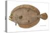 Four-Spotted Flounder Specimen From Woods Hole, Massachusetts, US Fish Commission-null-Stretched Canvas