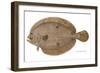 Four-Spotted Flounder Specimen From Woods Hole, Massachusetts, US Fish Commission-null-Framed Giclee Print