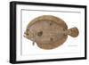Four-Spotted Flounder Specimen From Woods Hole, Massachusetts, US Fish Commission-null-Framed Giclee Print