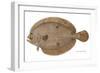 Four-Spotted Flounder Specimen From Woods Hole, Massachusetts, US Fish Commission-null-Framed Giclee Print